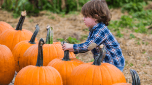 Pumpkin patch